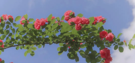 1622501961561602.png 4.png