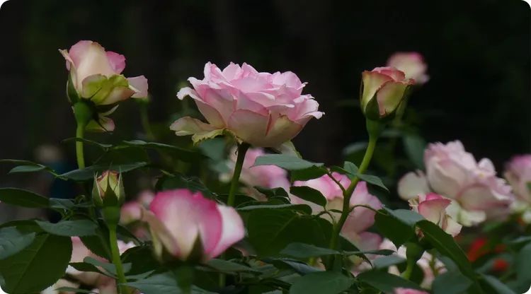 1637746371905974.jpg 图片